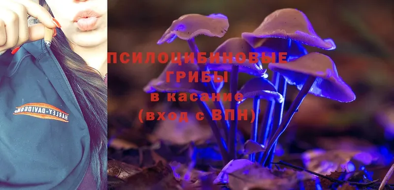 Псилоцибиновые грибы Psilocybine cubensis  Минусинск 